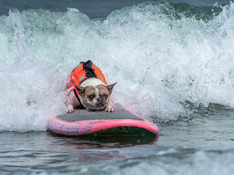 World Dog Surfing Championships The Ultimate Surf Dog Championships