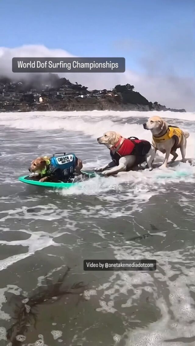 Competitors don fancy dress for UK dog surfing championships, Surfing