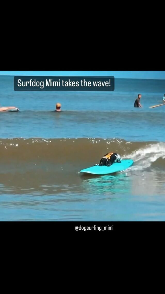 VIDEO – World Dog Surfing Championships